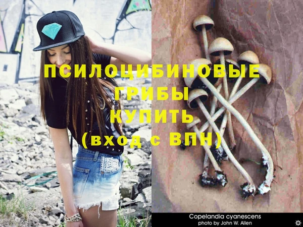 сатива Нефтекумск