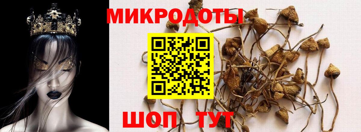 Псилоцибиновые грибы Psilocybine cubensis Белебей